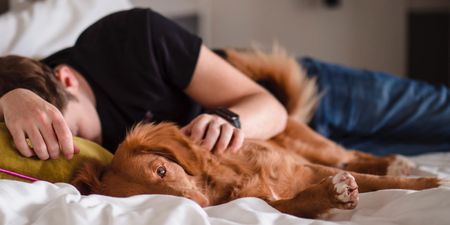 Calls for Irish employers to offer compassionate leave for bereaved pet owners