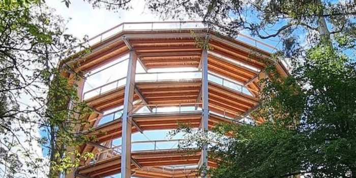 wooden multi-storey walking platform surrounded by trees