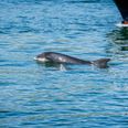 Multiple sightings of dolphins off the coast of Donegal