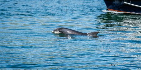 Multiple sightings of dolphins off the coast of Donegal