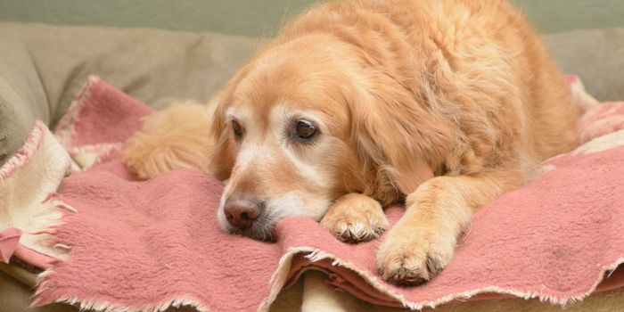 retriever dog lying on a pink blanket looking sad