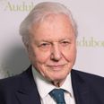 David Attenborough to film new nature documentary in Ireland