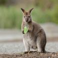 Search continues for missing female wallaby in Tyrone