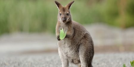 Search continues for missing female wallaby in Tyrone