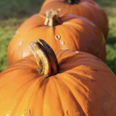 Wicklow pumpkin patch to reopen just in time for spooky season