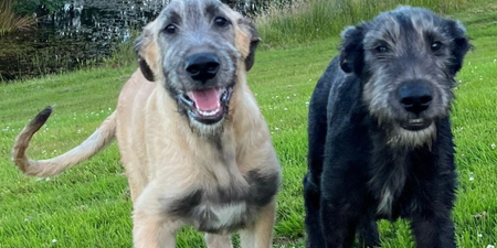 Ashford Castle welcomes two new Irish wolfhound pups