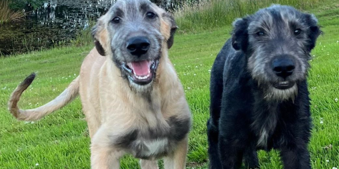 two wolfhound puppies looking at camera