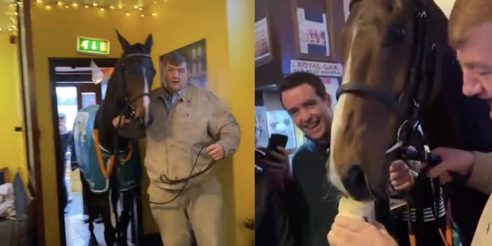 split screen of horse walking into a pub with trainer and drinking a pint