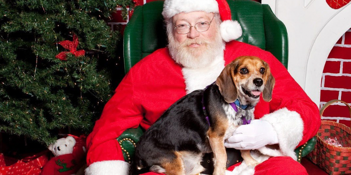 a dog sitting on santa's lap