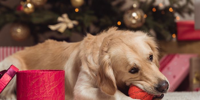 dog laying on a rug chewing a ball beside a christmas tree