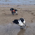 Long-lost dog siblings accidentally reunite on Kerry beach on Christmas Day