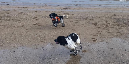 Long-lost dog siblings accidentally reunite on Kerry beach on Christmas Day