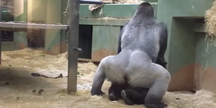 two gorillas mating in zoo enclosure