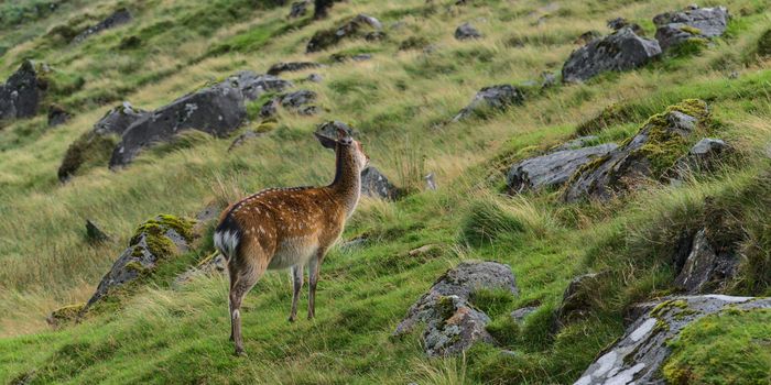a wild deer on a mountainside in Ireland