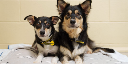 Dogs Trust report 394 dog surrender requests since Christmas Day