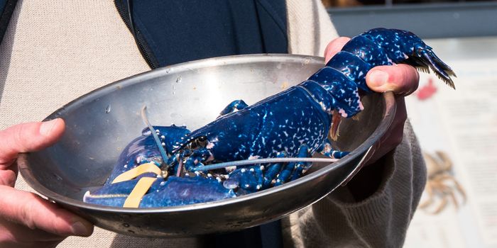 person holding a blue lobster inside a metal bowl