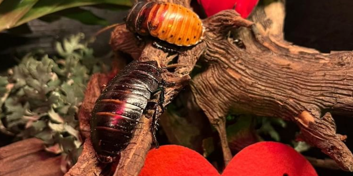 two cockroaches crawling on a branch with love hearts and a red rose in the background