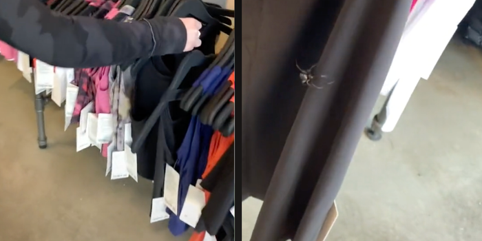 clothes rack spiders