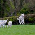 ‘Once in a blue moon’ quadruplet lambs welcomed by Roscommon farmer