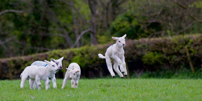 four lambs in a field, one jumping