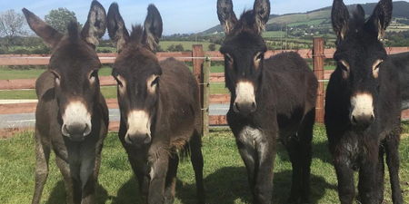 Donegal Donkey Sanctuary running ‘dangerously low’ on supplies issues appeal to public