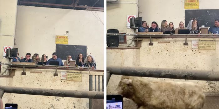 Hen party invades cattle mart in County Leitrim