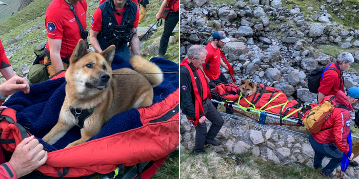 injured dog mountain rescue