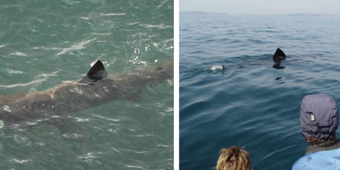 Basking sharks Ireland