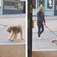 Dog goes viral after refusing to walk past pub without going in