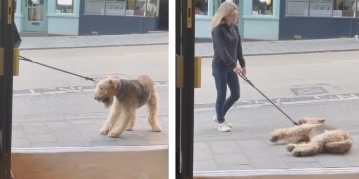 dog won't walk past pub without going in