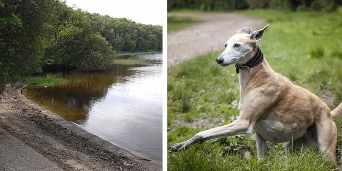 Irish lake toxic dogs