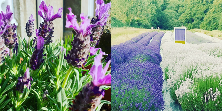 You have to check out Ireland’s largest lavender field before it closes for winter