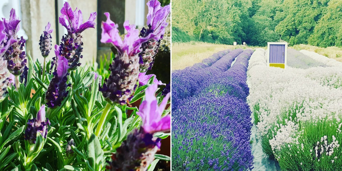 largest lavender field