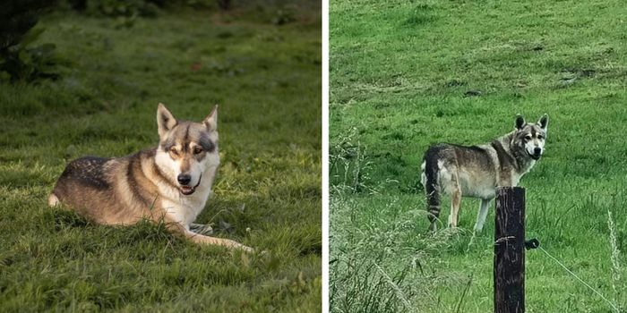 wolfdog escaped Cork