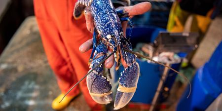 Fisherman catches rare blue lobster for the second time this year