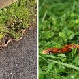 Loose snake seen slithering through Blarney in Cork