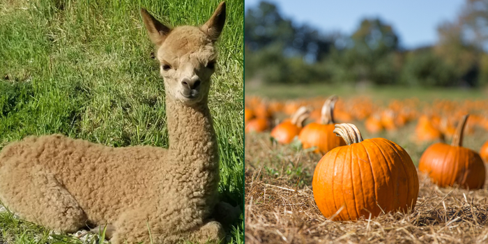 wicklow alpacas pumpkin patch