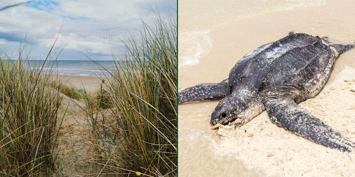 endangered turtle wexford beach